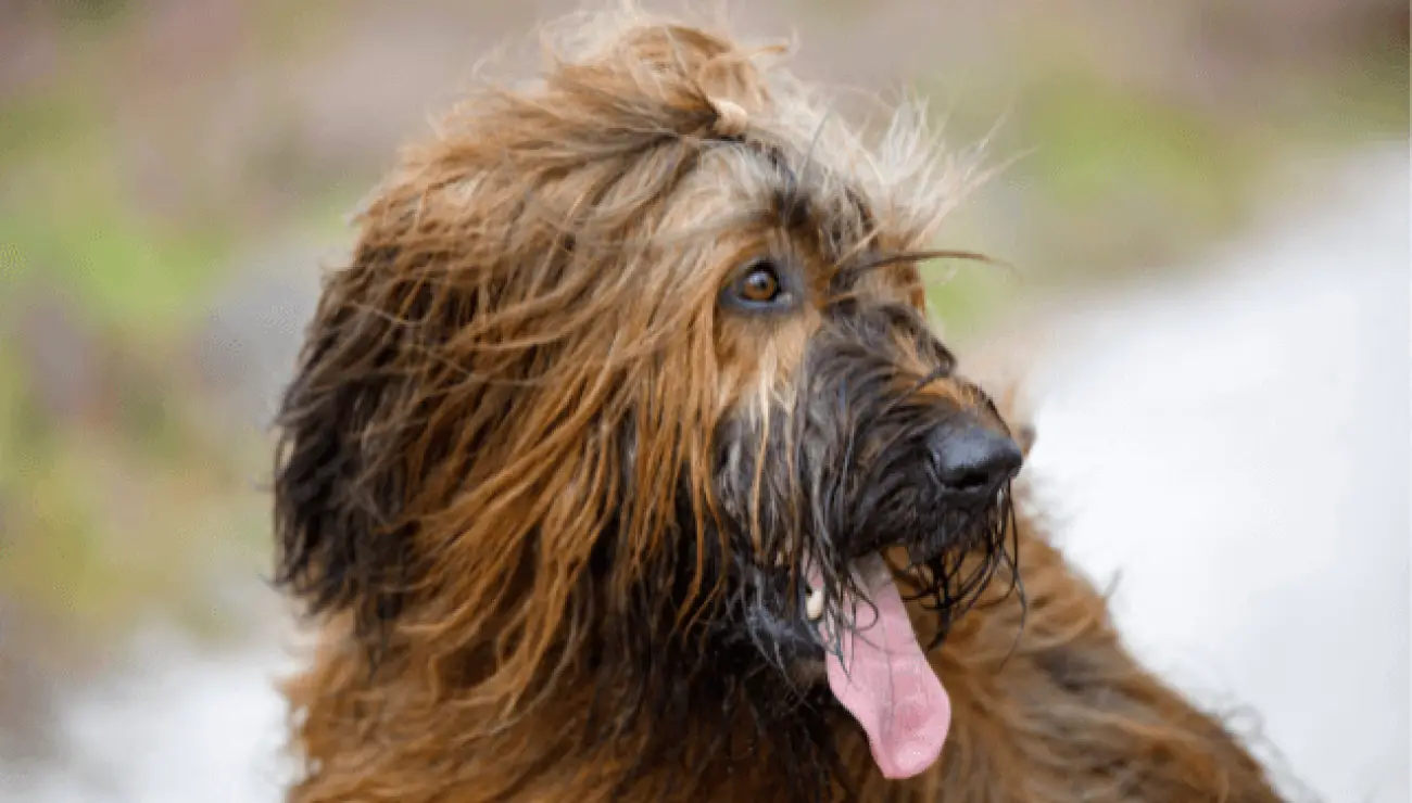 Briard 1