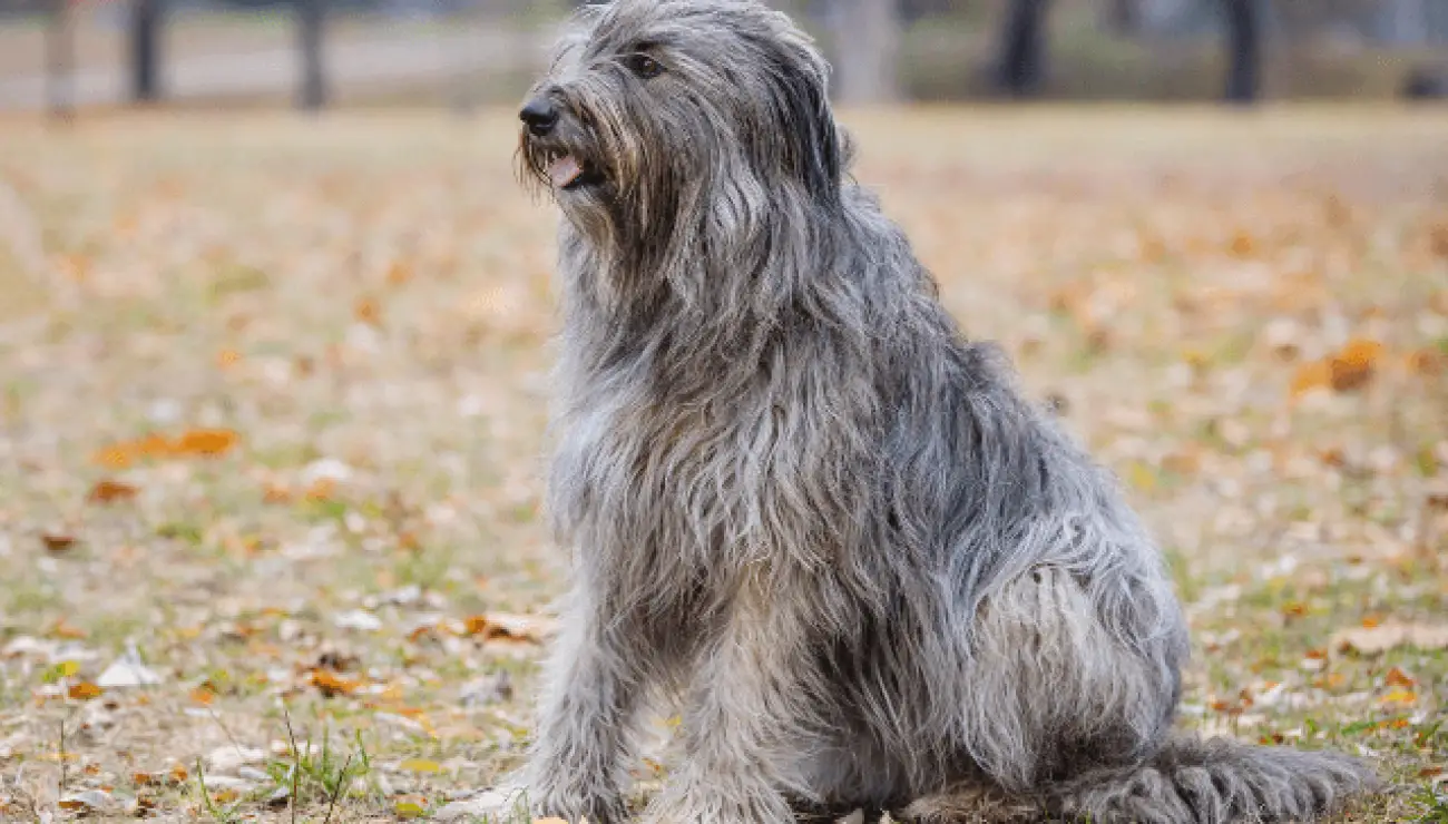 Briard 2