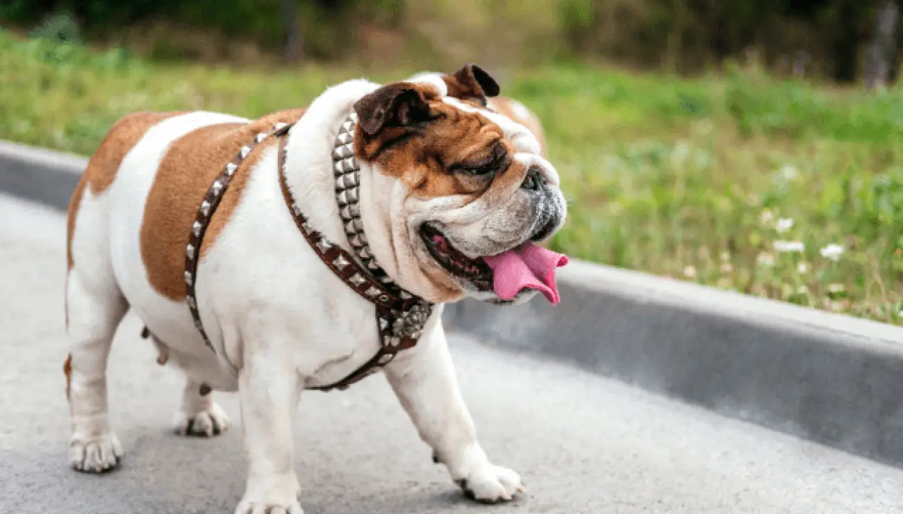 Bulldog inglese 3