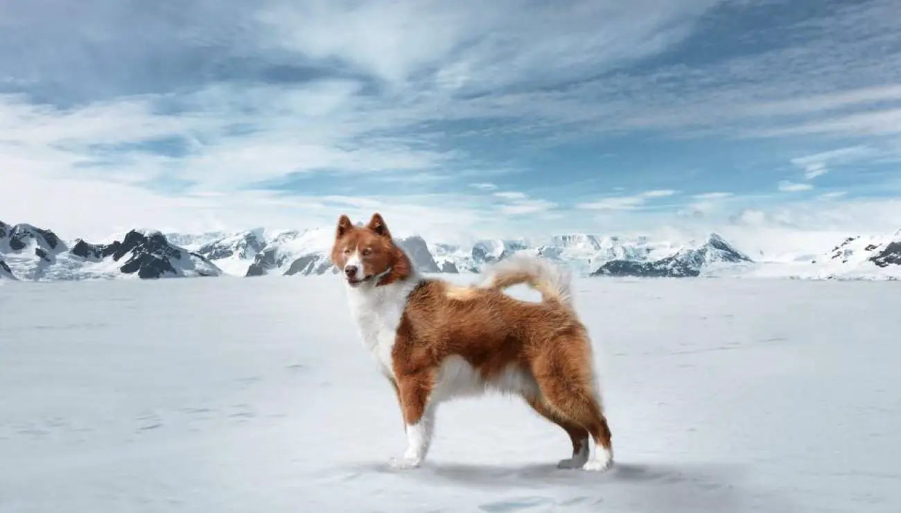 Canadian Eskimo Dog