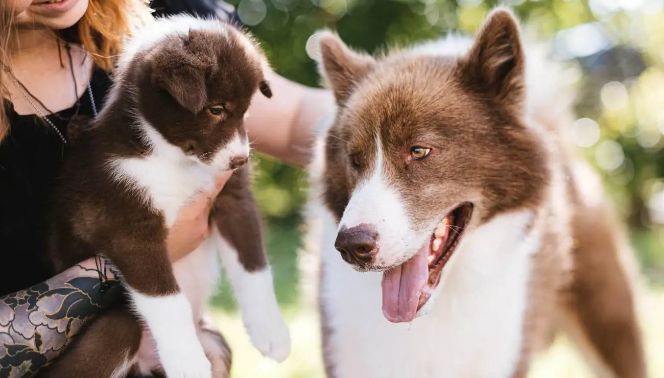 Canadian eskimo best sale puppies for sale