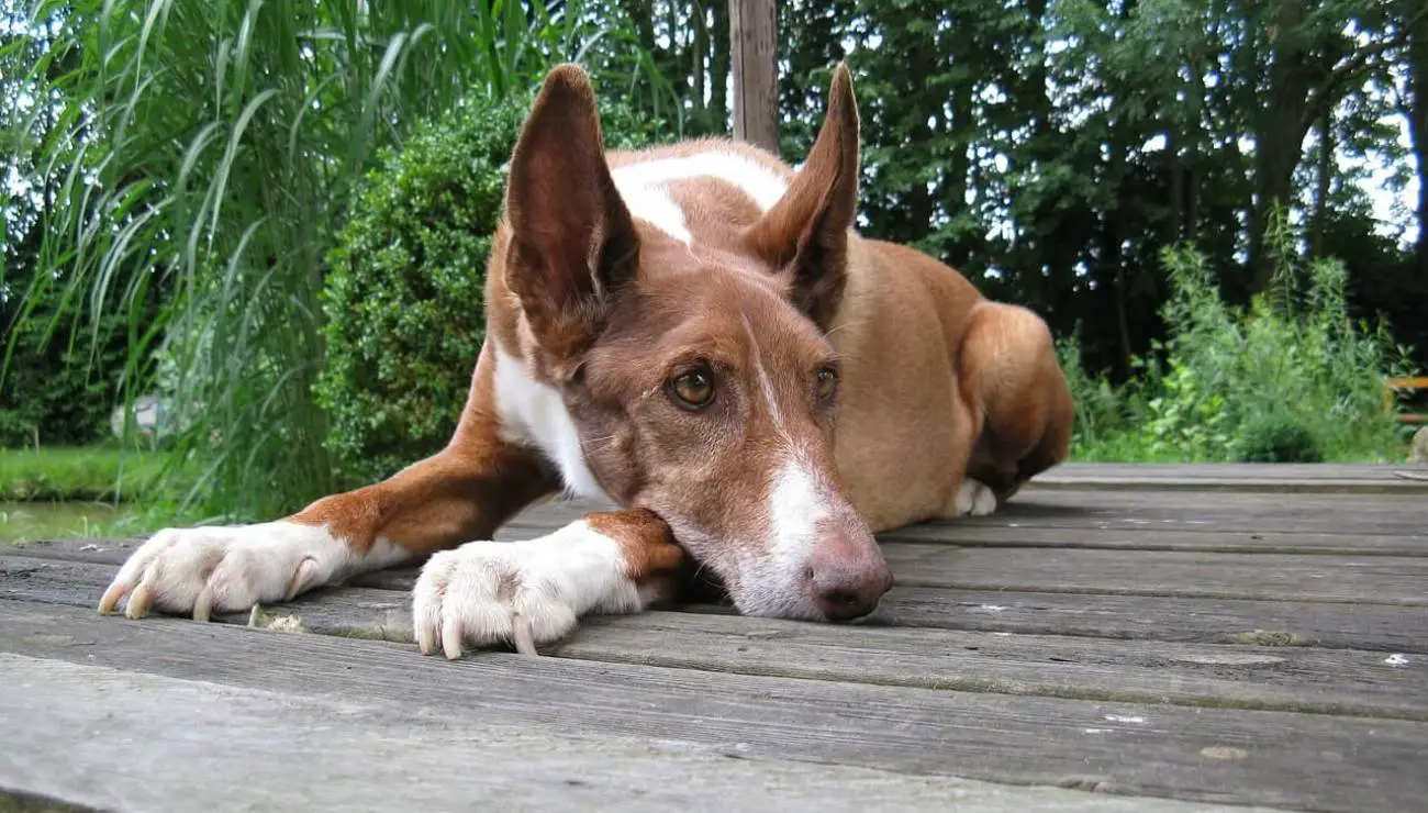 Chien de Garenne des Canaries