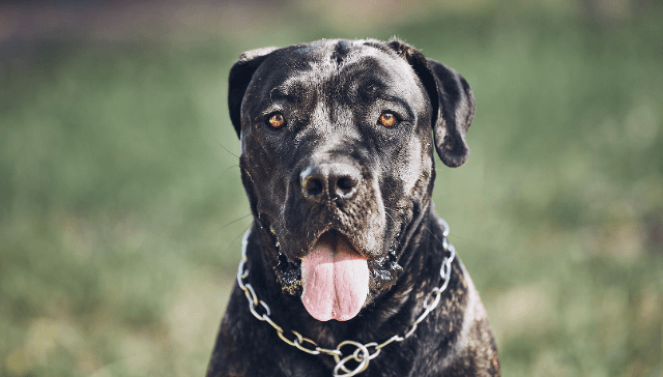 15 Questions About White Cane Corso