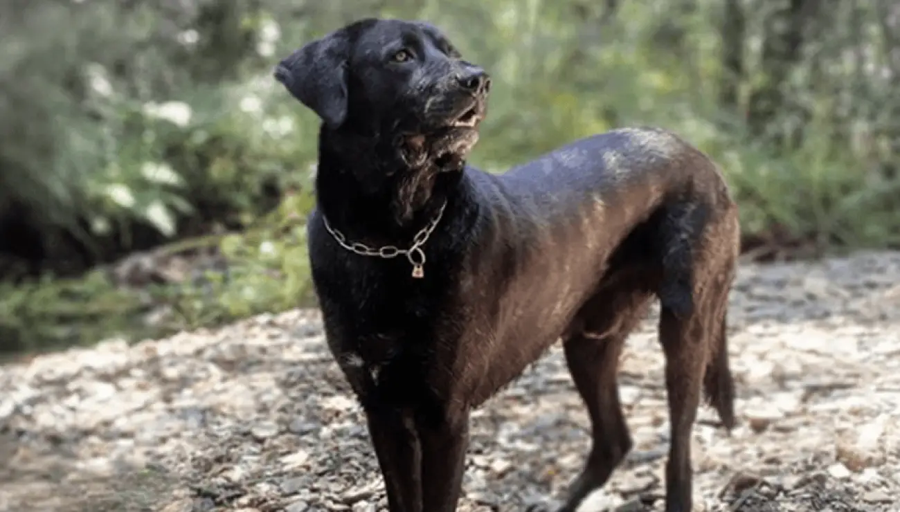 Perro de Castro Laboreiro