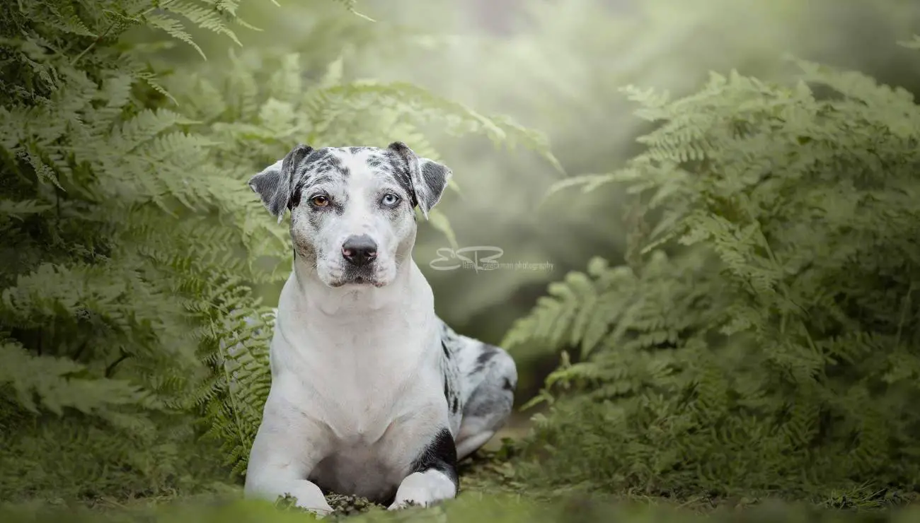 Catahoula Leopard dog