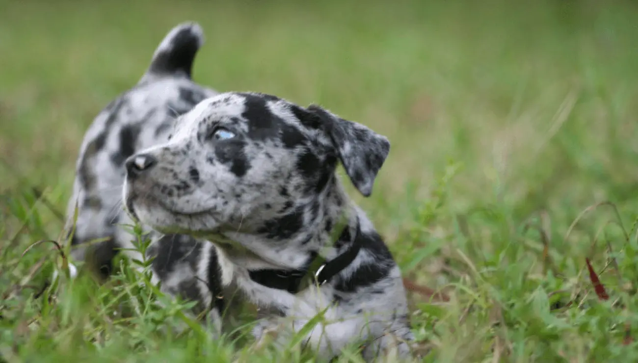 Catahoulski leopardski pas 3