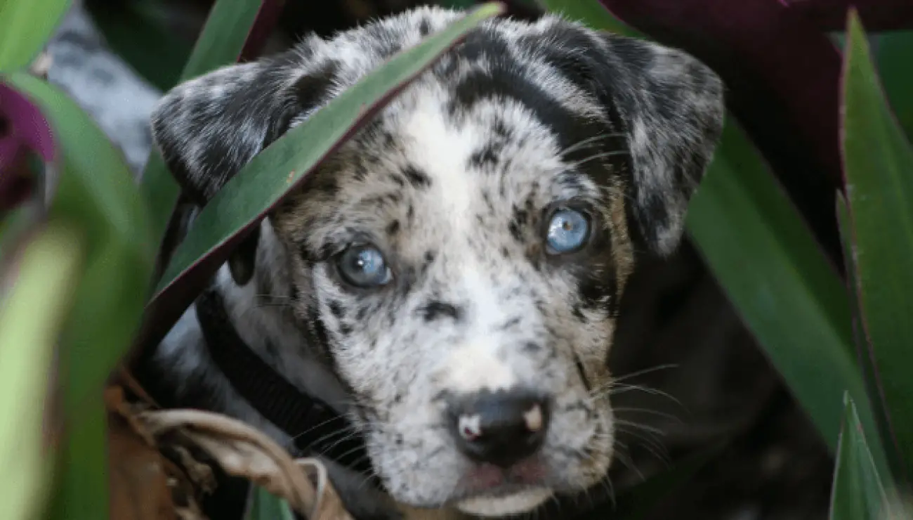 Catahoulski leopardski pas 0