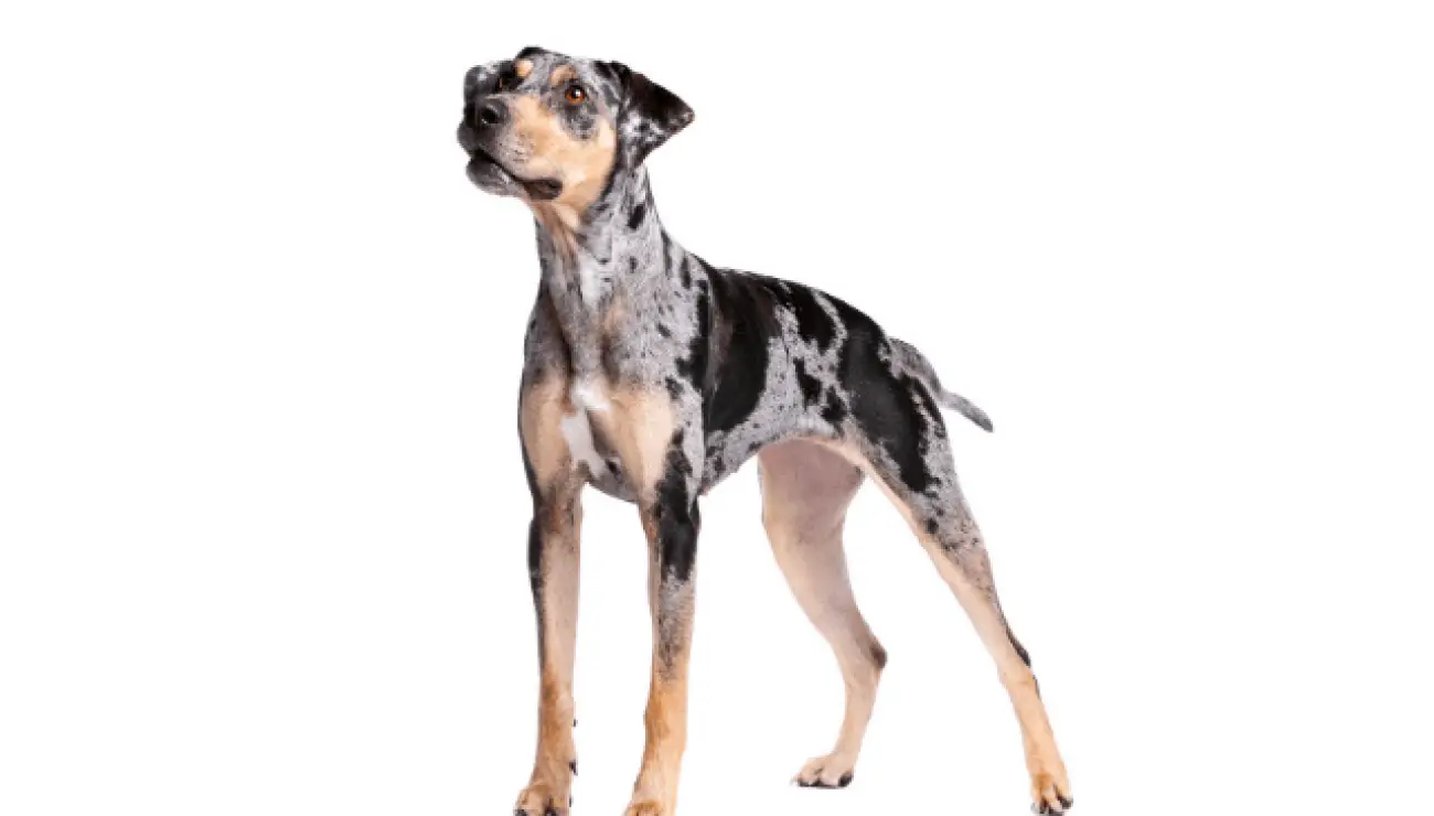 Catahoula Leopard dog 1