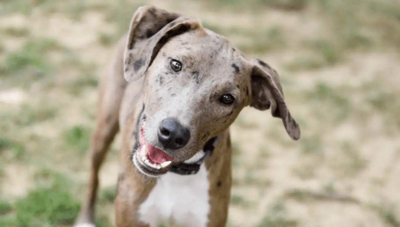 Catahoula Leopard dog 2