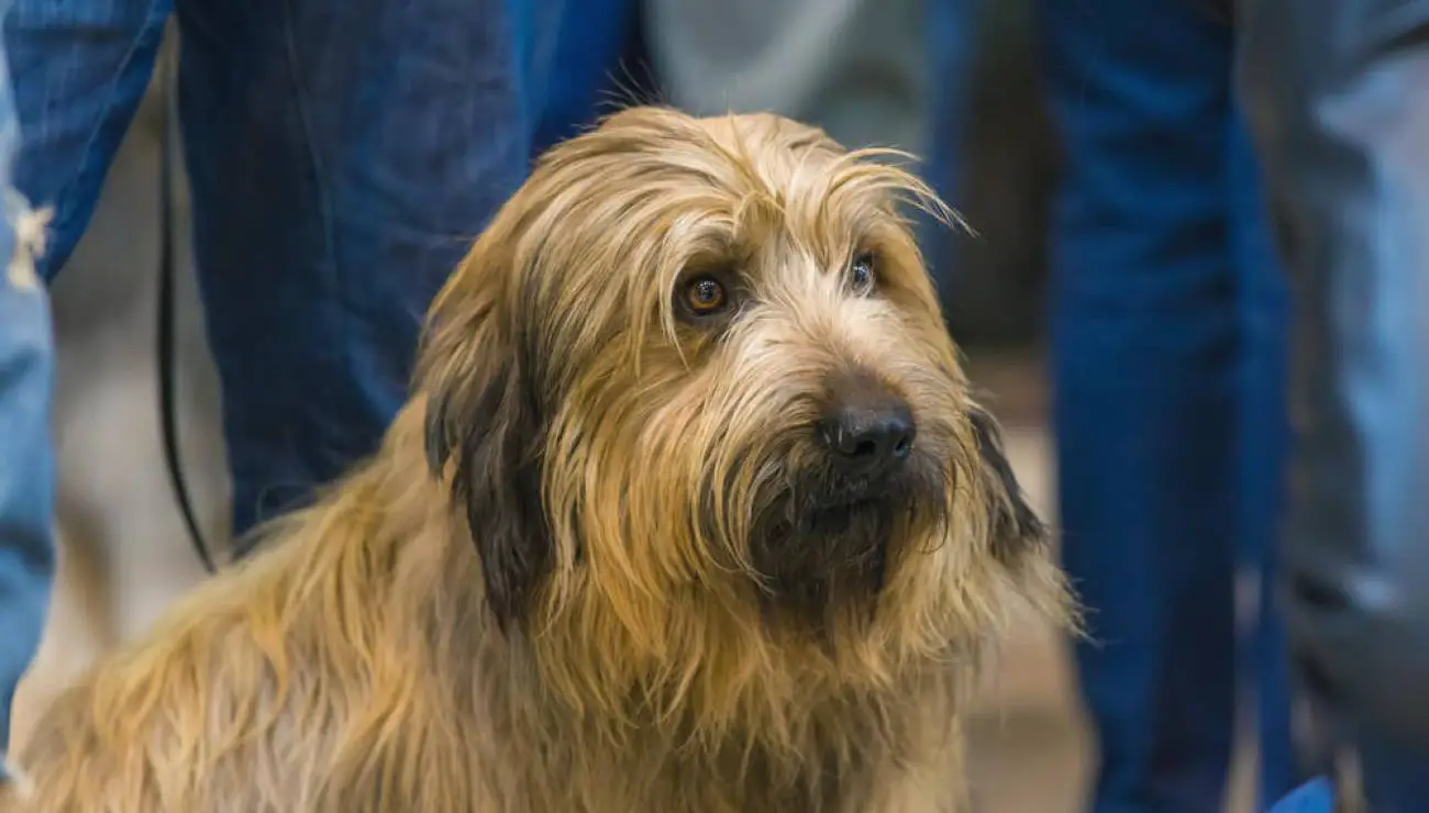 Cane da Pastore Catalano