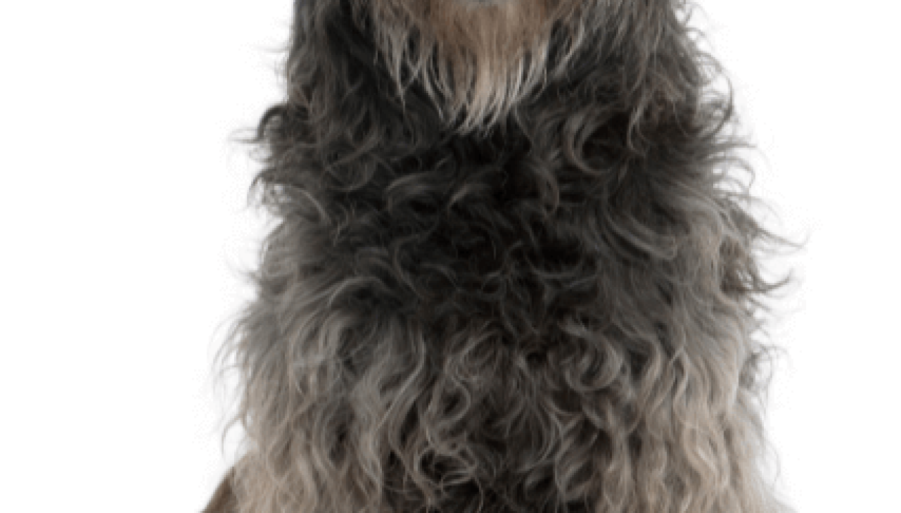 Catalan clearance sheepdog hypoallergenic