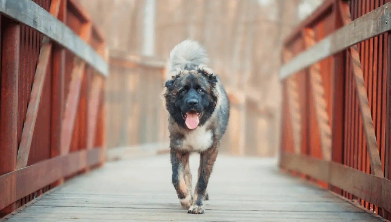 Caucasian Shepherd Dog 0