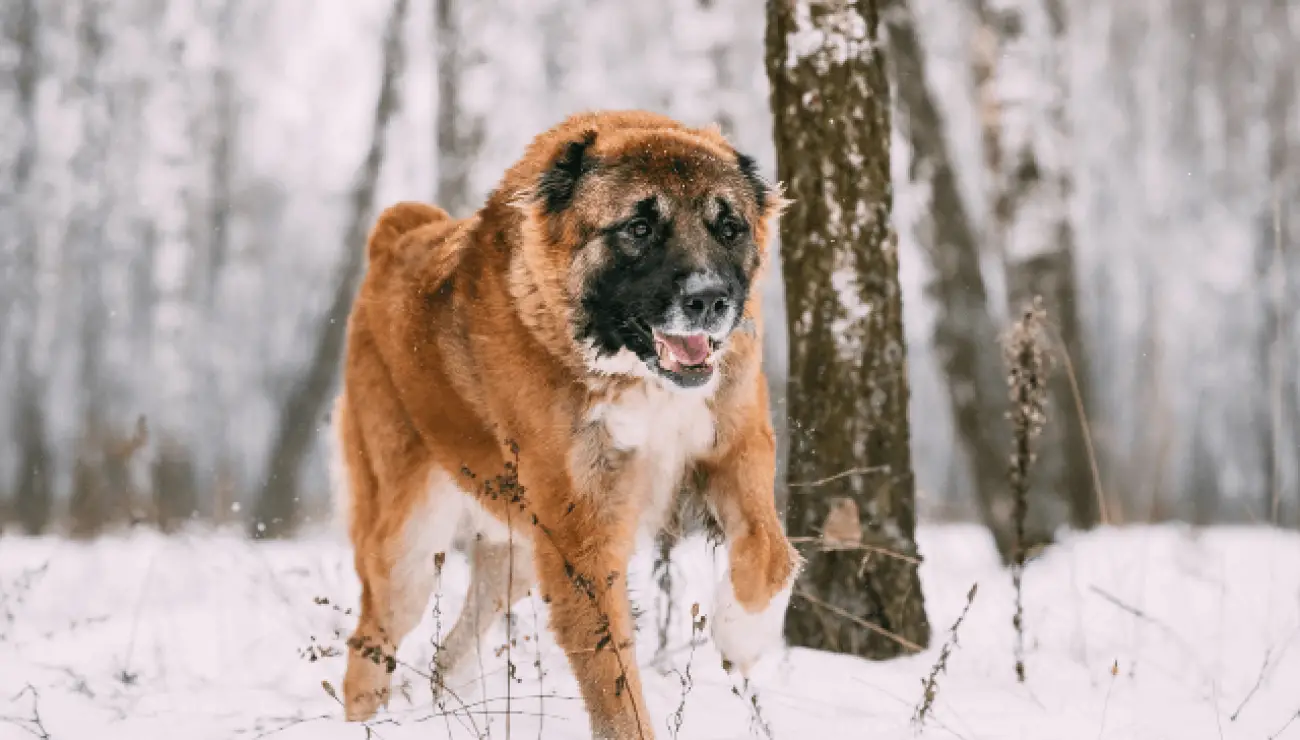 Caucasian Shepherd Dog 1