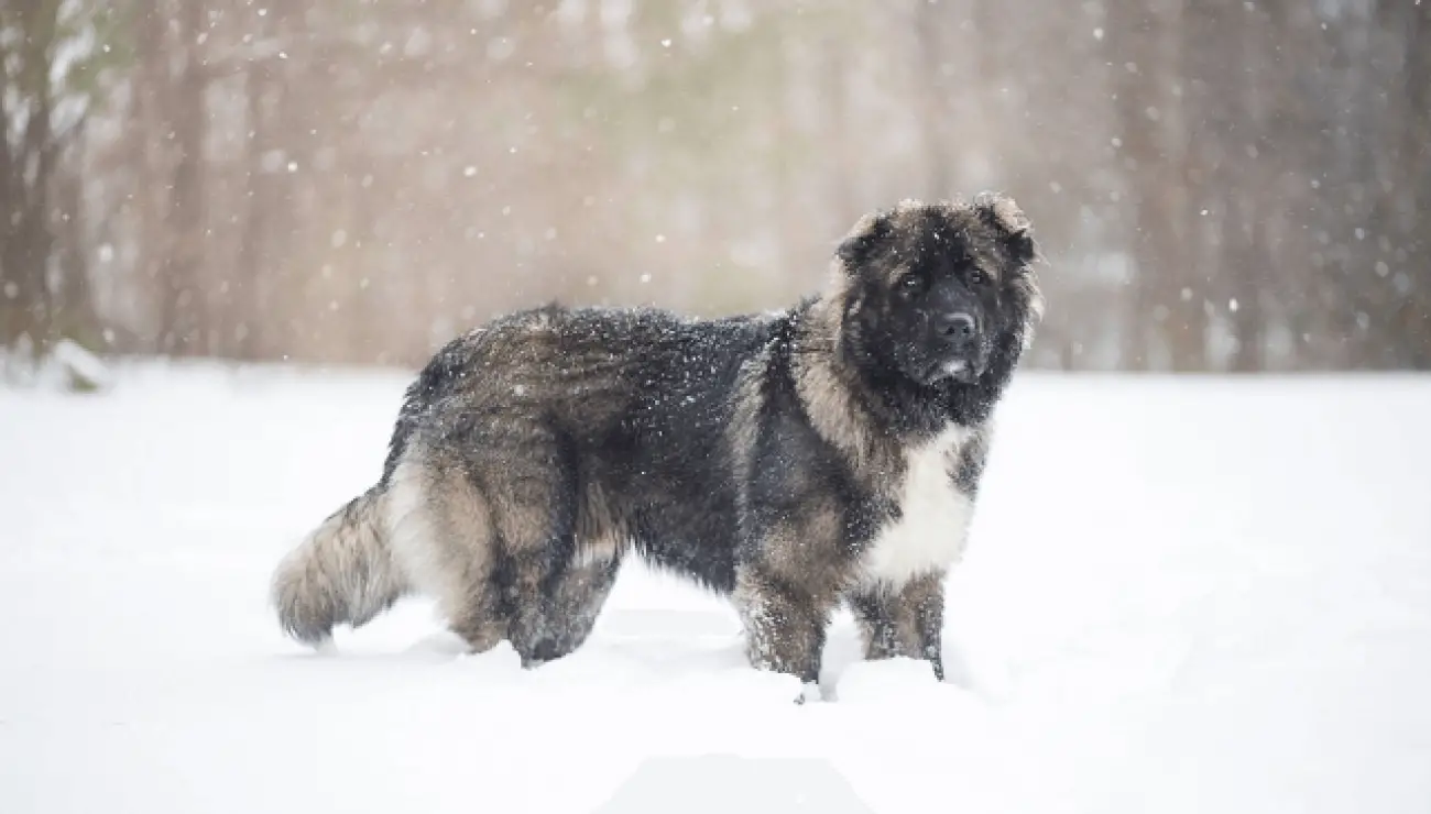 Caucasian Shepherd Dog 2