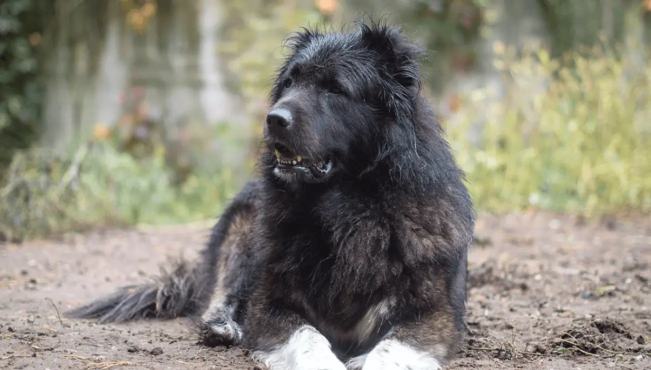 Caucasian Shepherd Dog