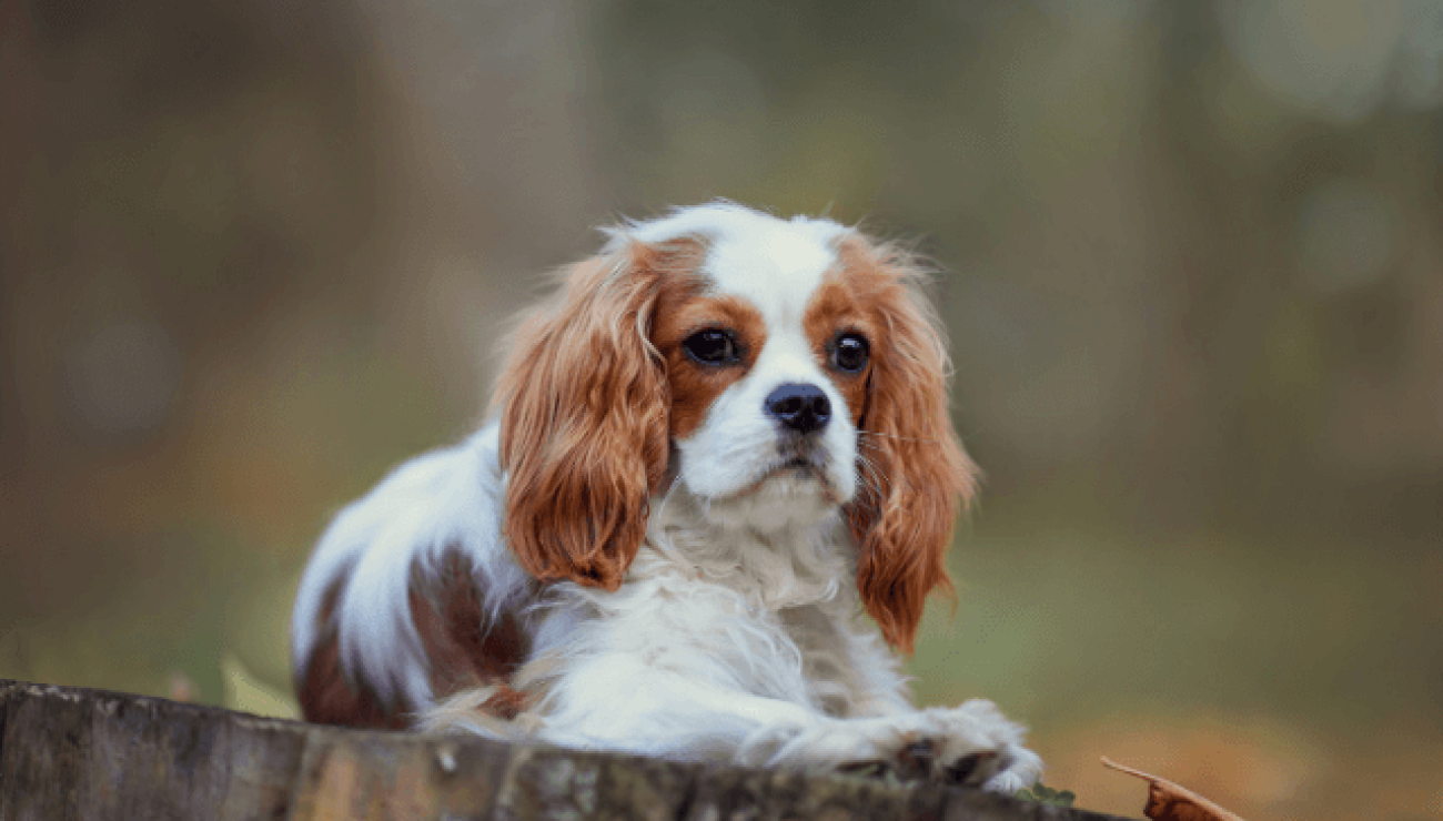 razza di cane cavalier king