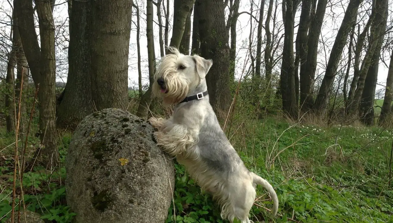 Terrier Boemo