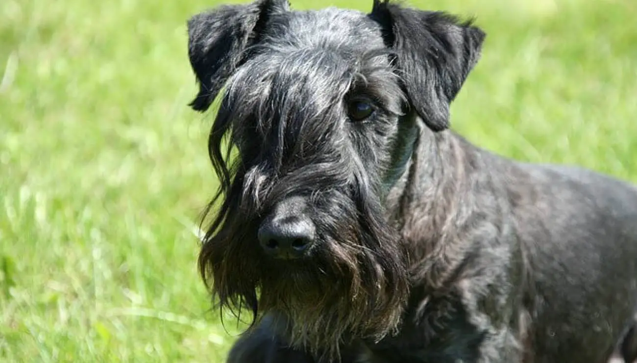 Cesky Terrier 2