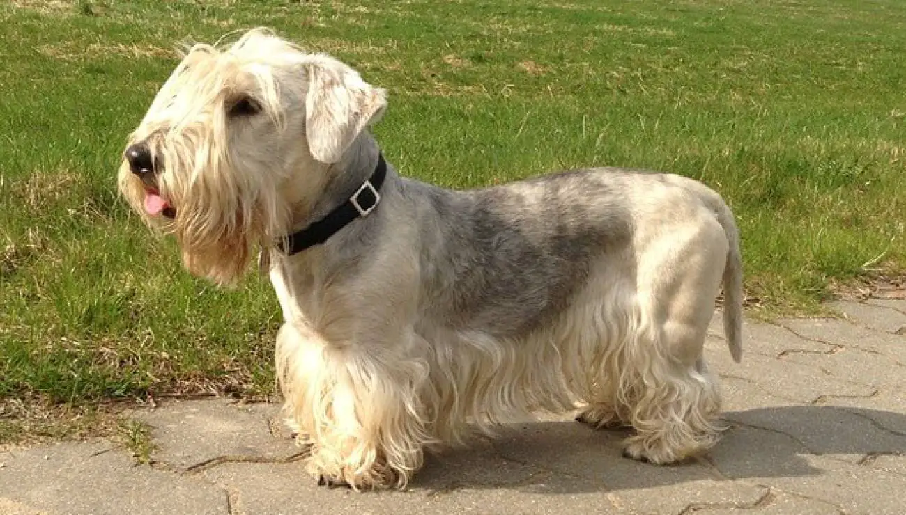 Cesky Terrier 1