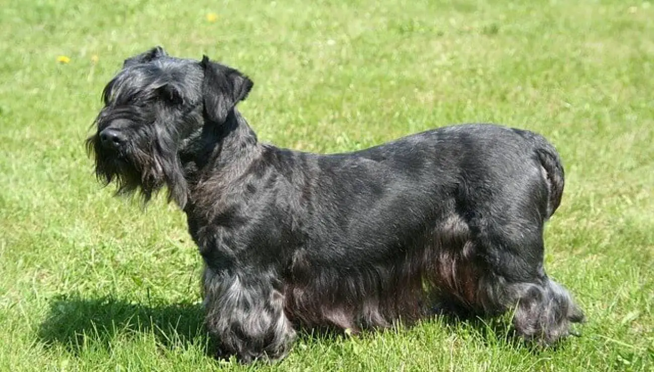 Cesky Terrier 0