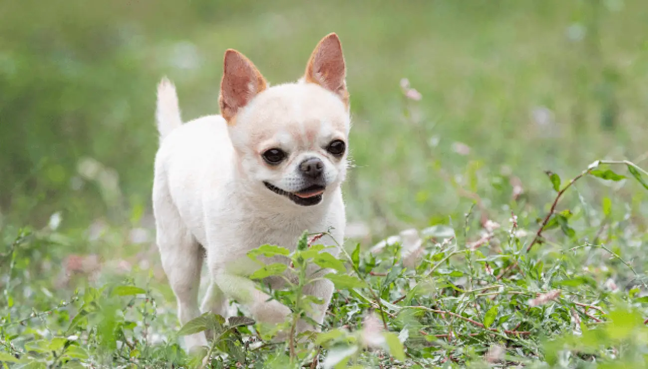 Chihuahua Testa Di Mela Nera Corpo Intero Della Chihuahua Testa Di