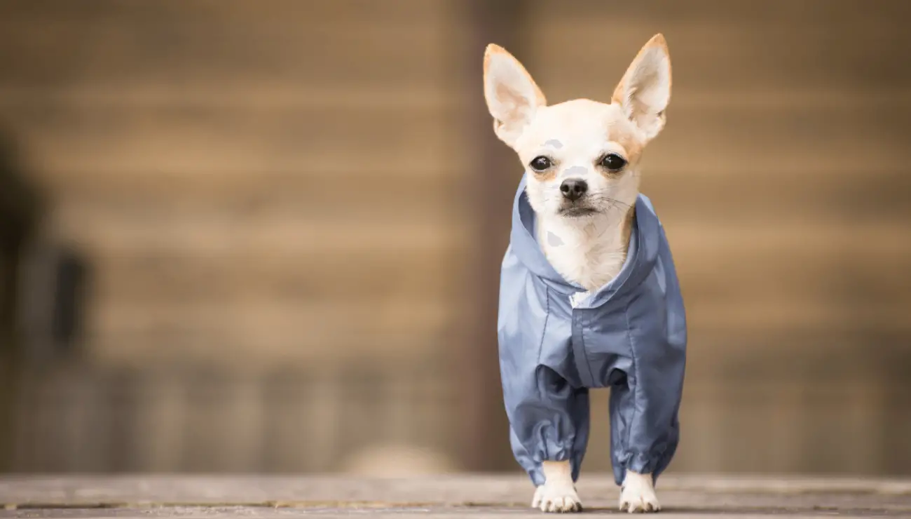 Shops were chihuahuas bred for hunting