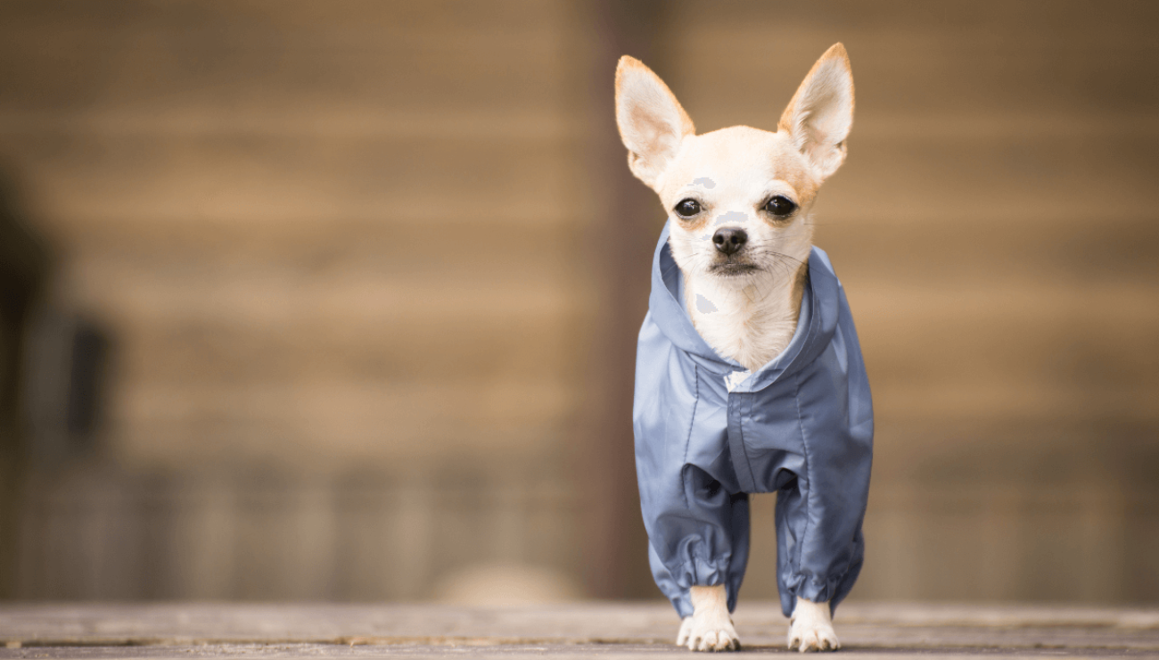 se pueden entrenar chihuahas para ser perros de servicio