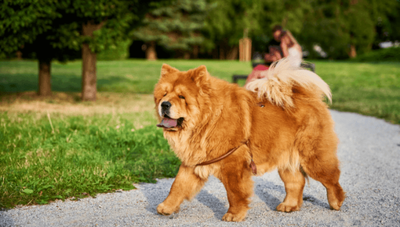 razza di cane chow chow