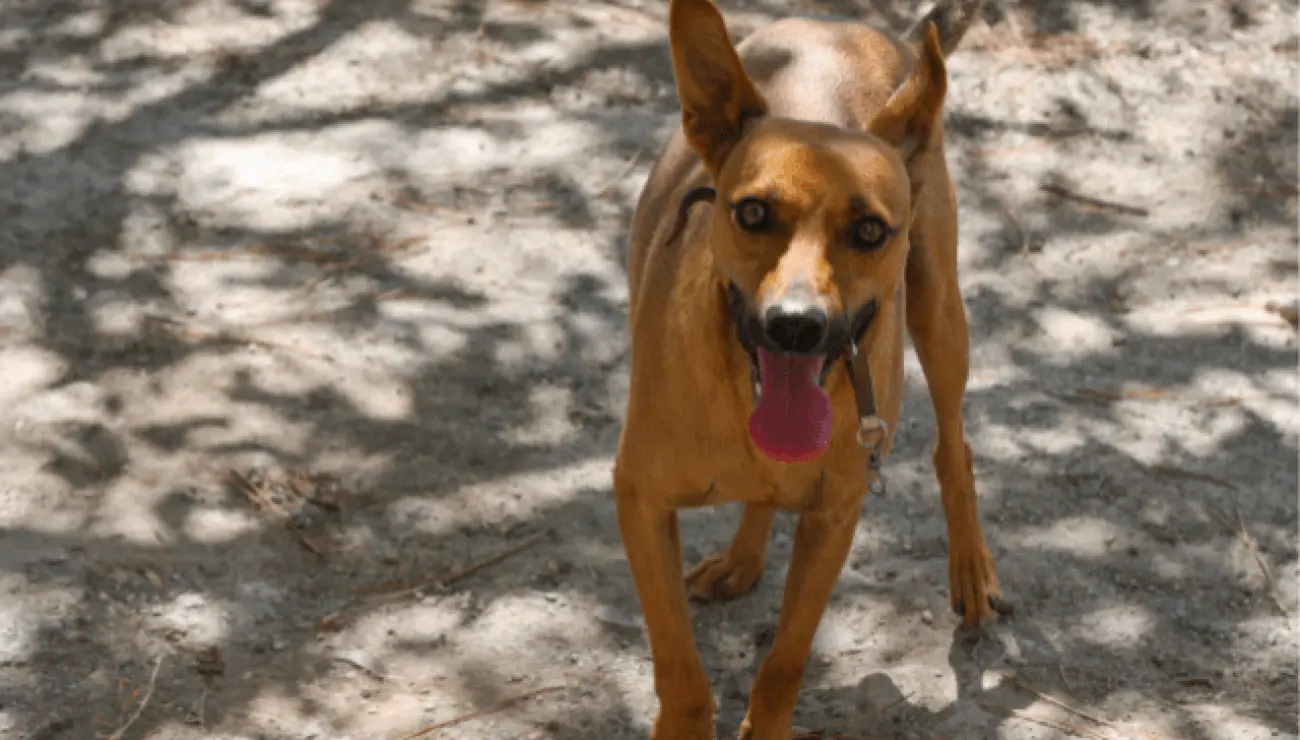 Cirneco dell'Etna 1