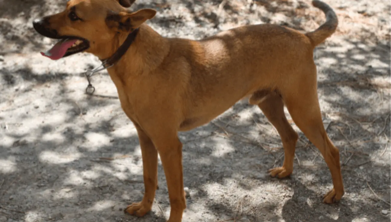 Cirneco dell'Etna 2