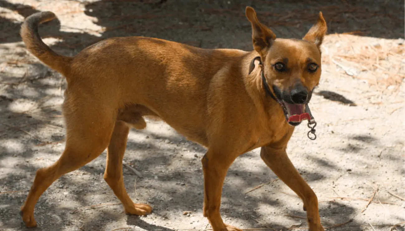 Cirneco dell'Etna 3