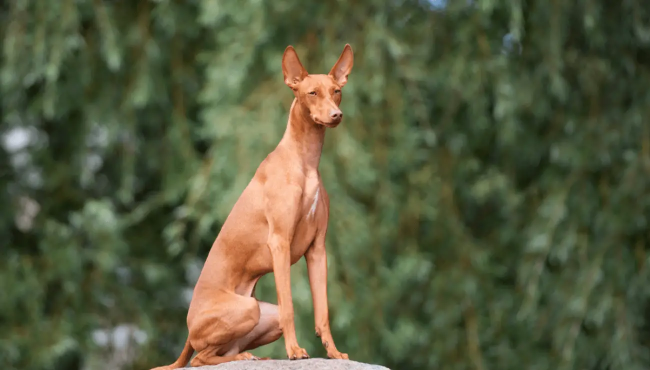 Cirneco dell'Etna