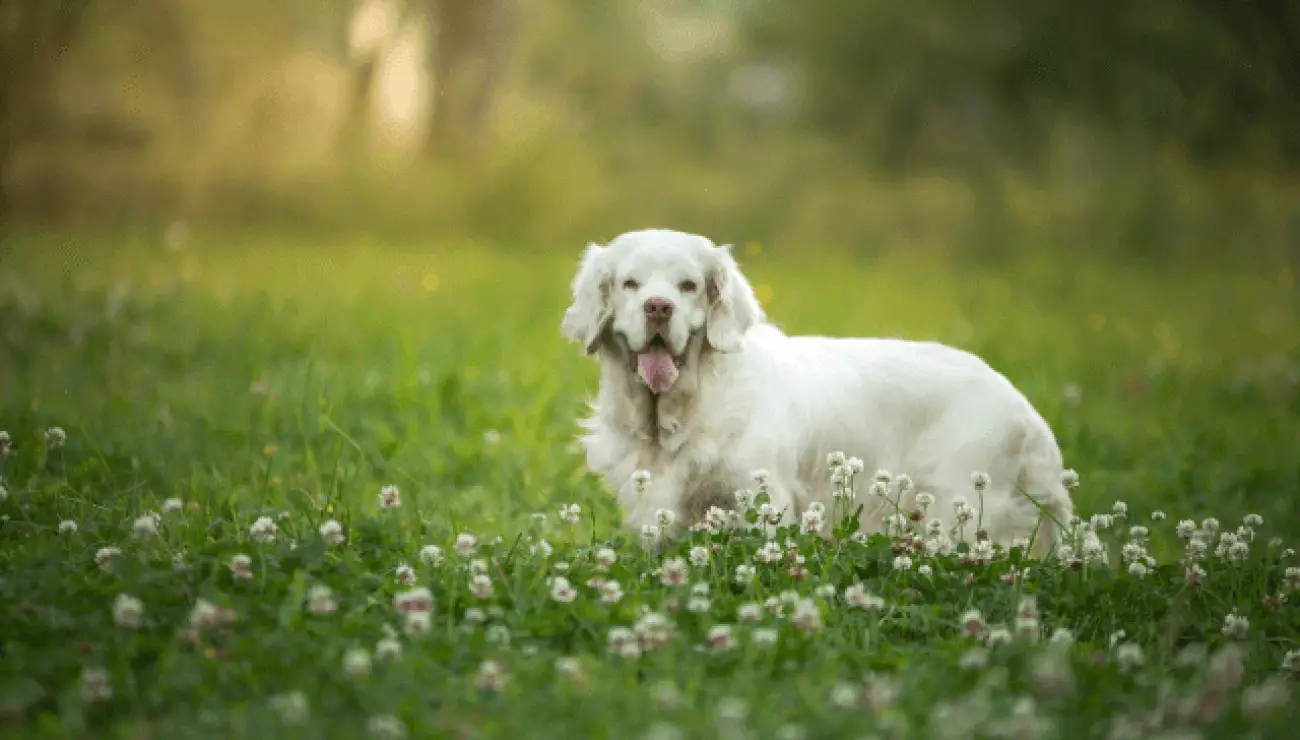 Clumber Spaniel 0