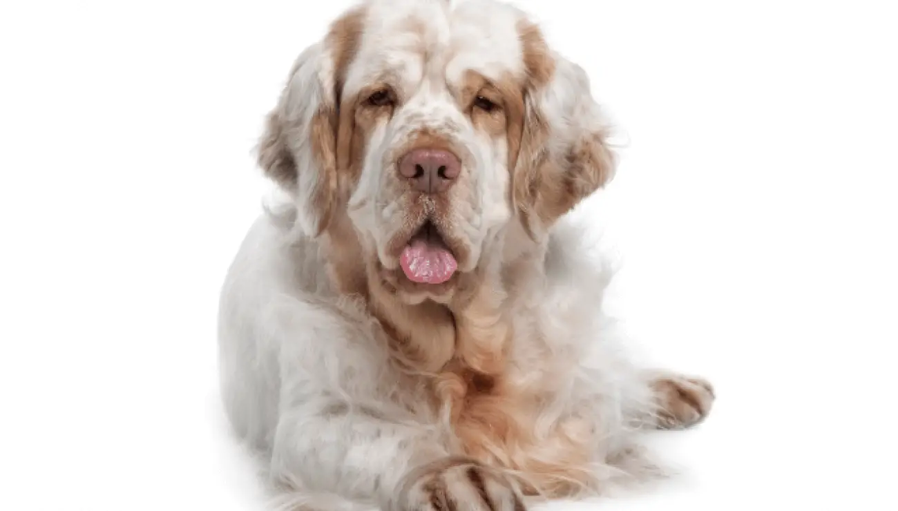 Clumber Spaniel 1