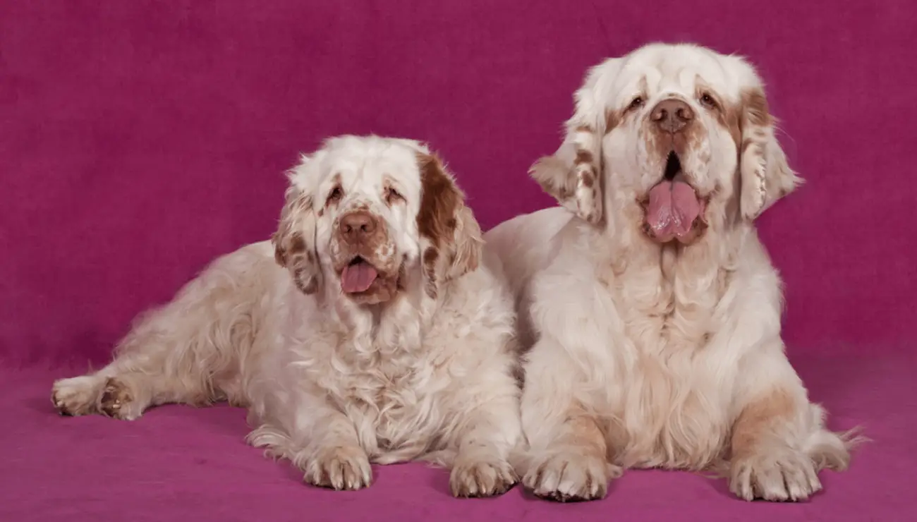 Clumber Spaniel