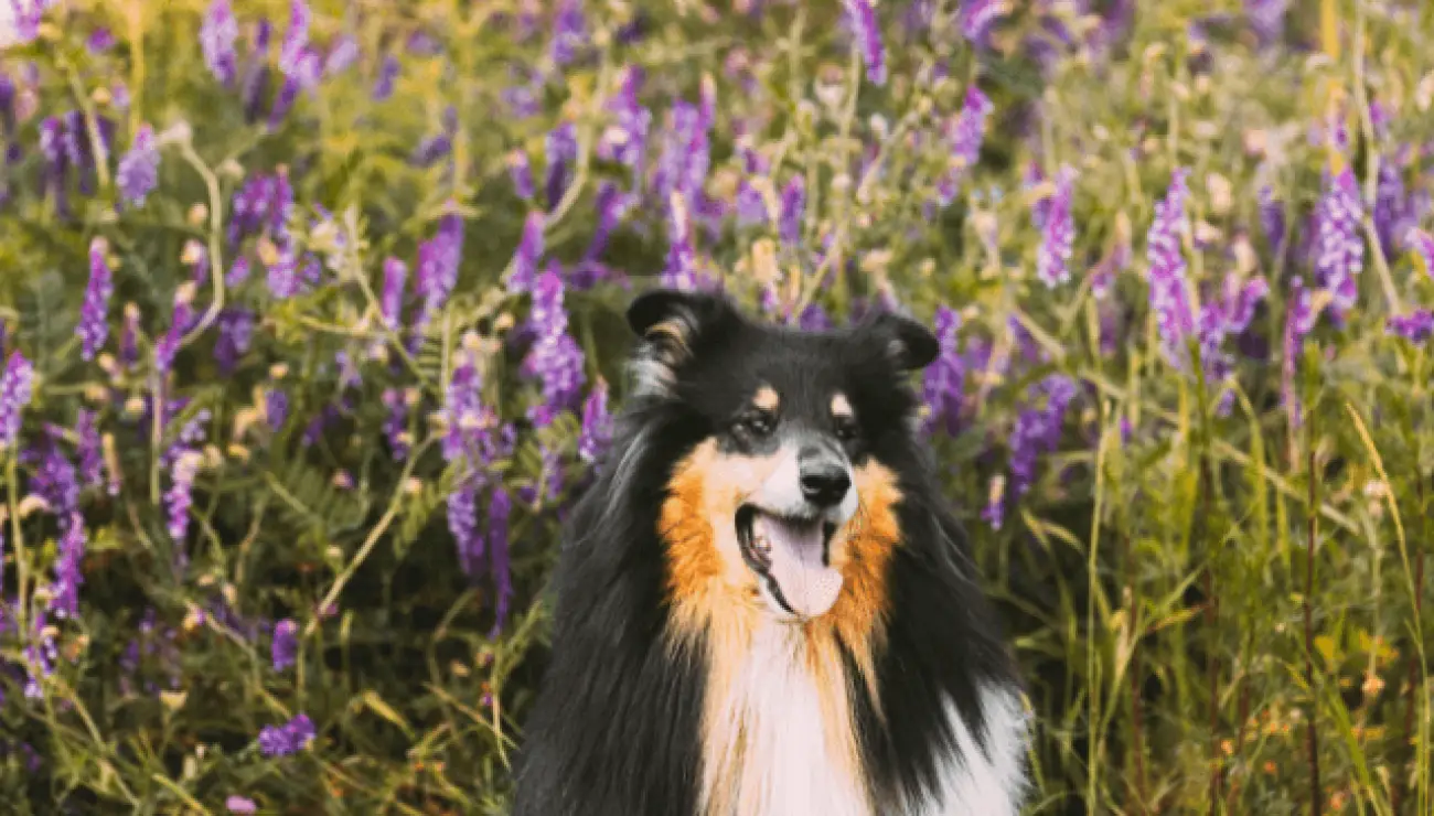 Langhaariger Schottischer Schaferhund 1