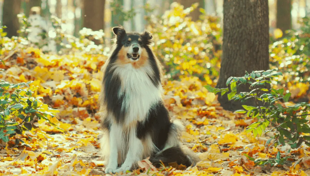 Collie de pelo largo 2