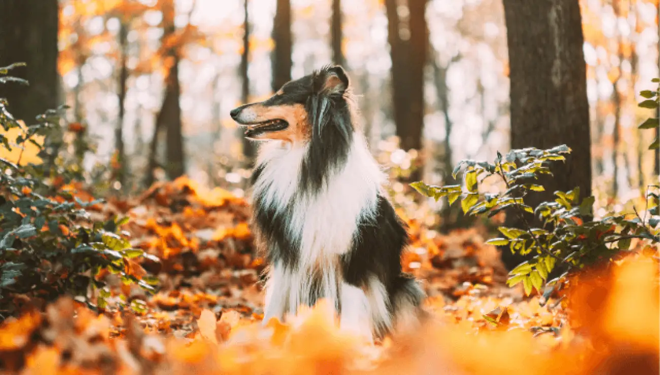 Langhaariger Schottischer Schaferhund 3