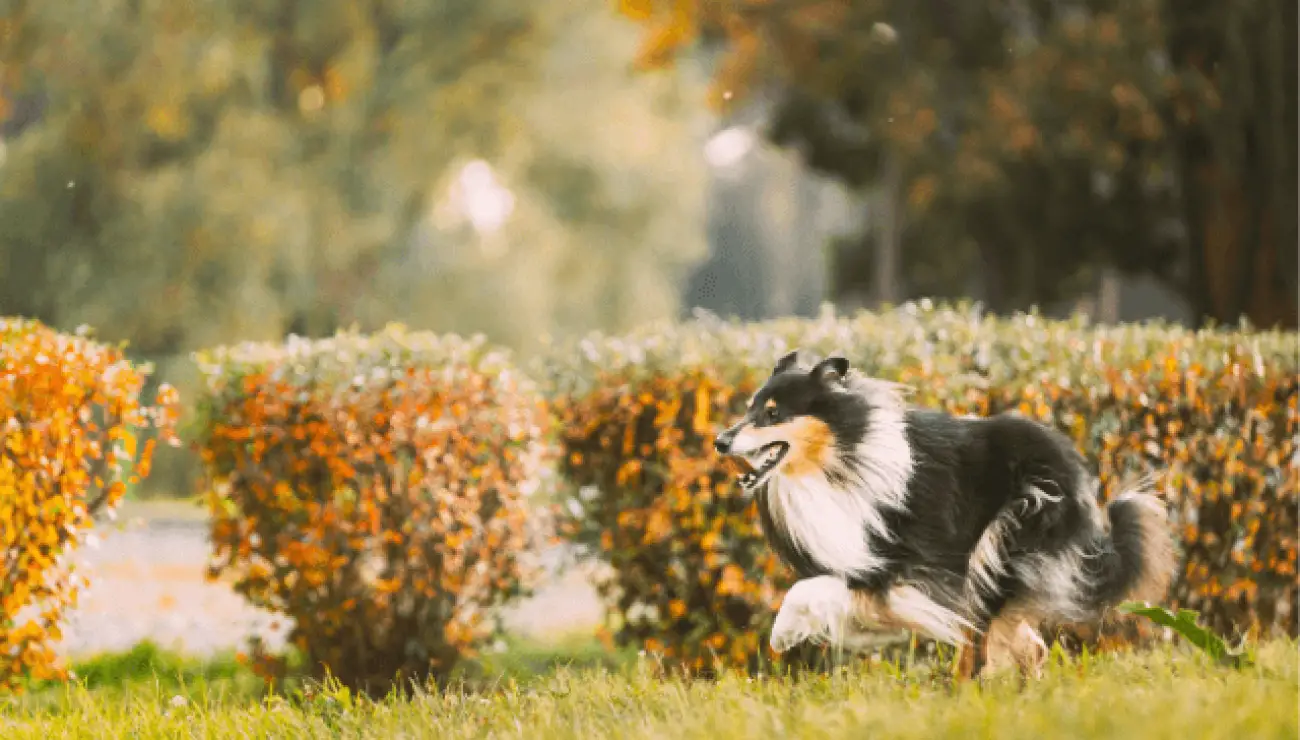 Langhaariger Schottischer Schaferhund 4