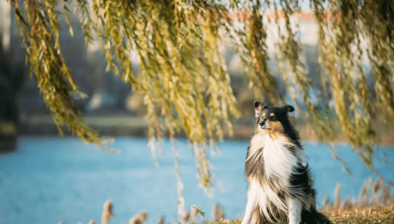 Collie de pelo largo 5