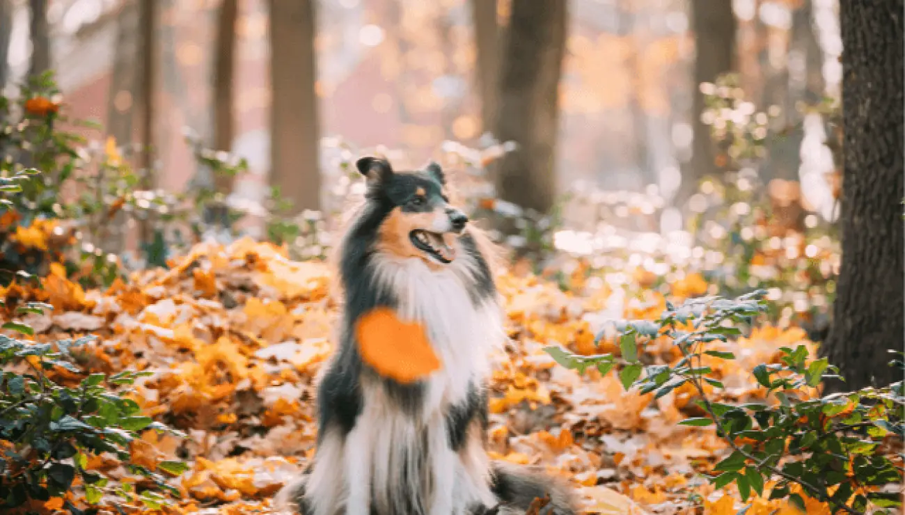 Langhaariger Schottischer Schaferhund 0