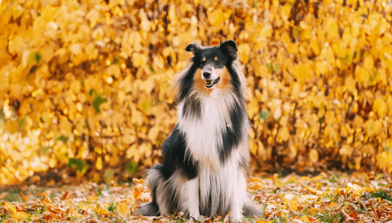 Collie de pelo largo