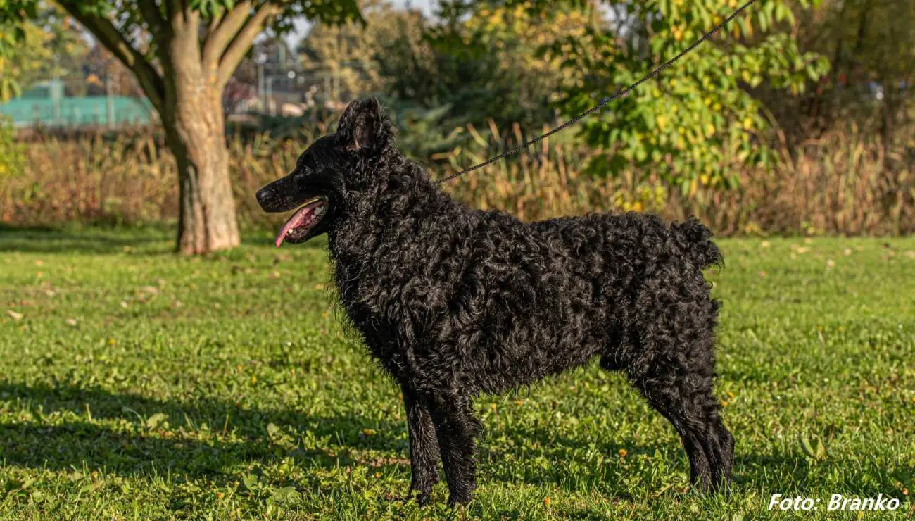 Croatian Sheepdog