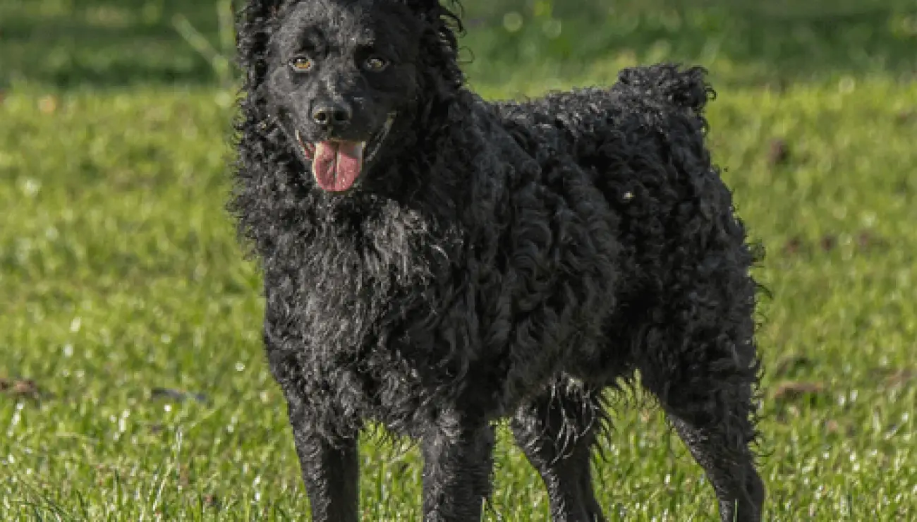 Croatian Sheepdog 1