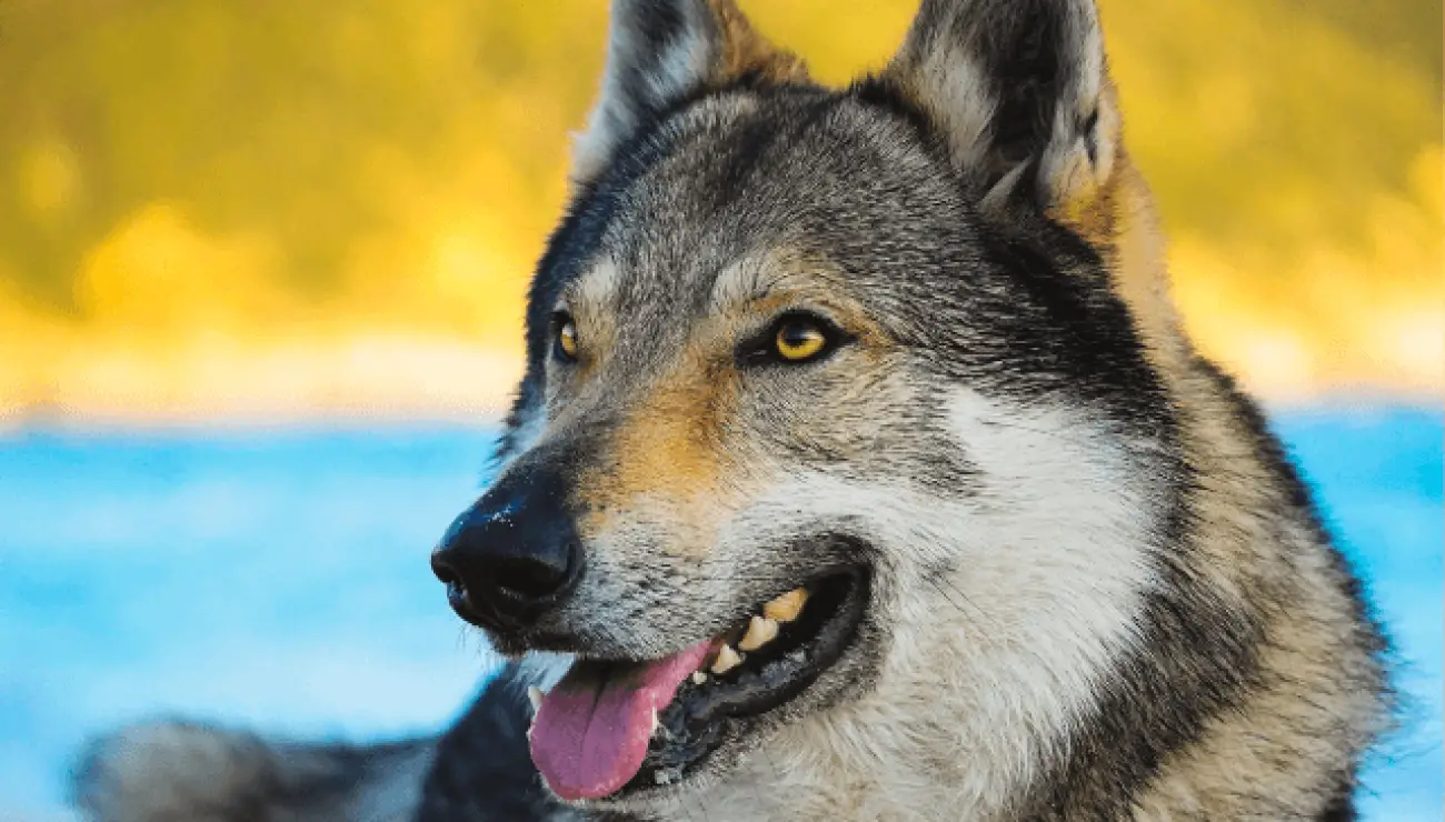 Perro lobo Checoslovaco 1