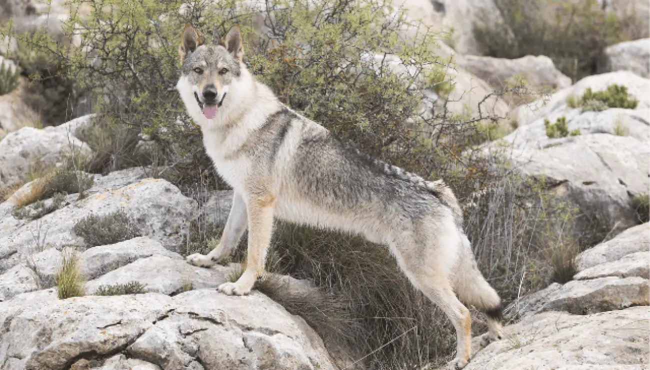 Perro lobo Checoslovaco 2