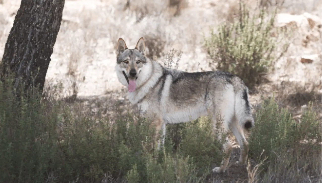 Tschechoslowakischer Wolfhund 3