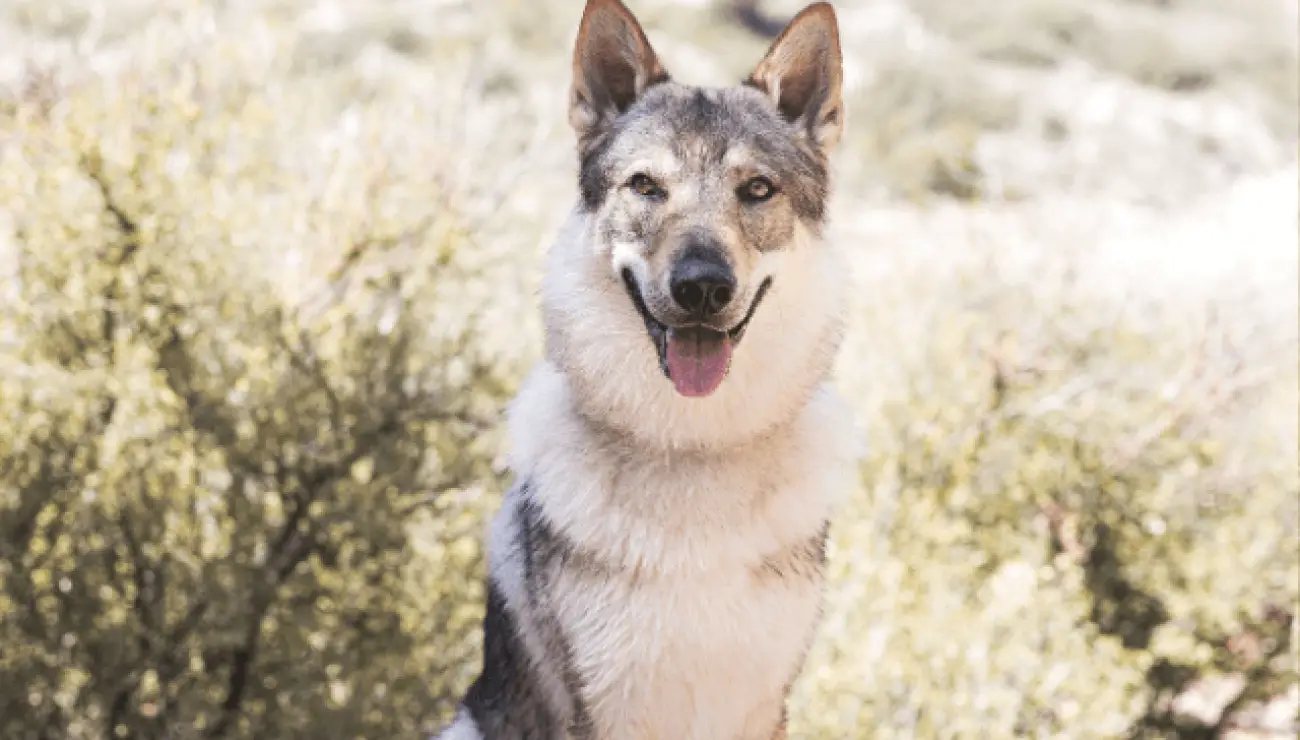 Tschechoslowakischer Wolfhund 4