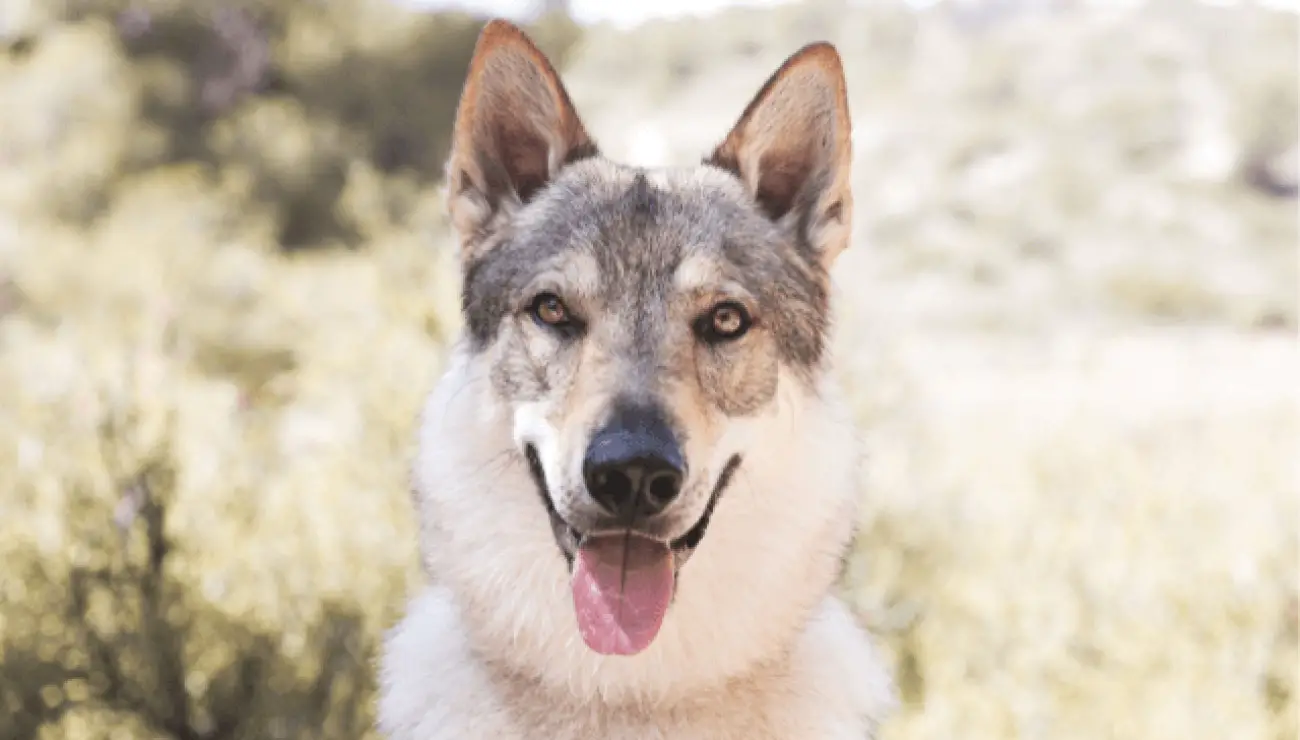 Czechoslovakian Wolfdog 0