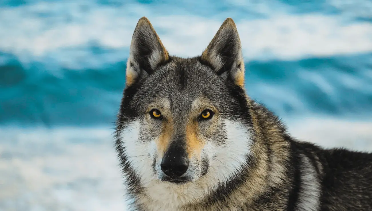 Perro lobo Checoslovaco